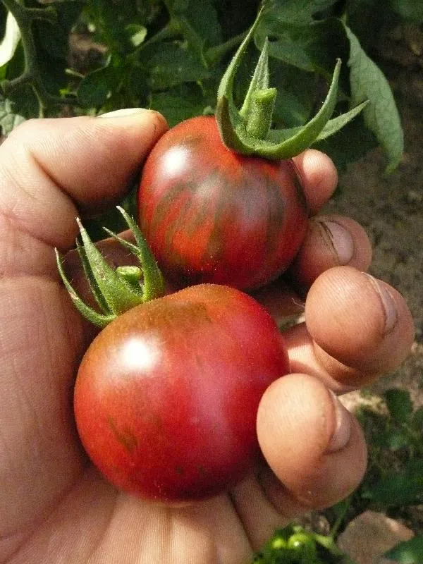 Semences biologiques et reproductibles de tomate violet jasper
