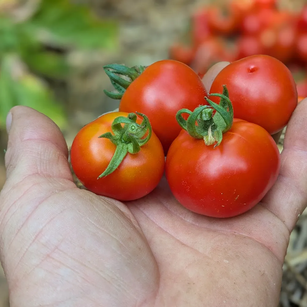 Quatre tomates rouges de taille moyenne, à peau lisse et brillante, tenues dans une main au-dessus du feuillage vert.