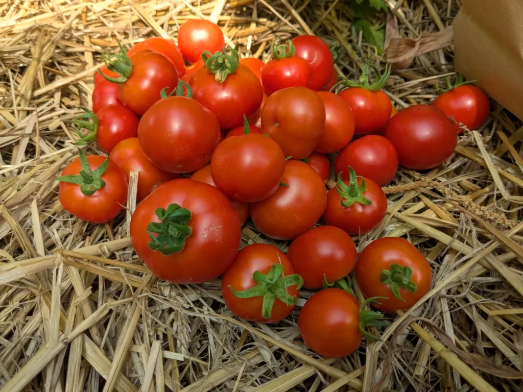 Un groupe de petites tomates rouges, rondes et lisses, récoltées et posées sur de la paille dans le jardin