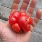 Tomate "Voyage"