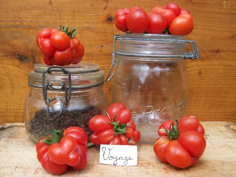 Graines biologiques reproductibles de Tomate "Voyage" - Pensez Sauvage
