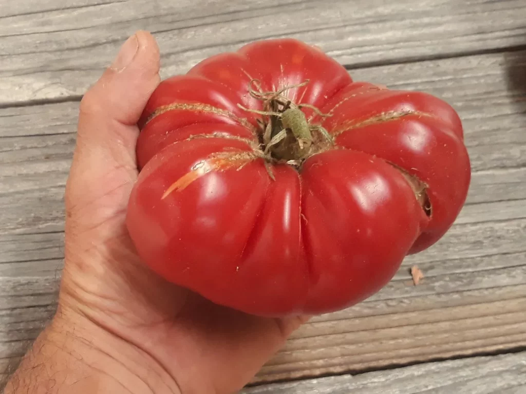 L'image montre une main qui tient une grosse tomate cotelées