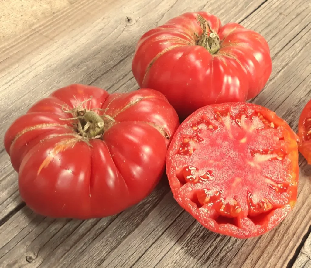L'image nous montre un groupe soudé de tomate Watermelon Beefsteack