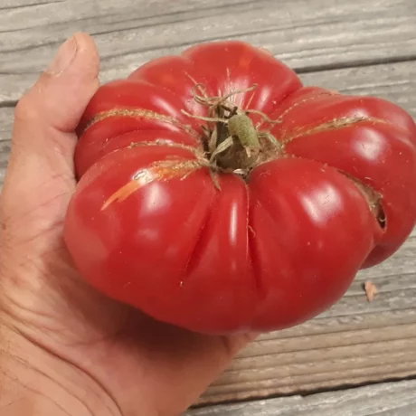 L'image montre une main qui tient une grosse tomate cotelées