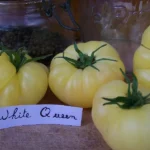 Tomate "White Queen"