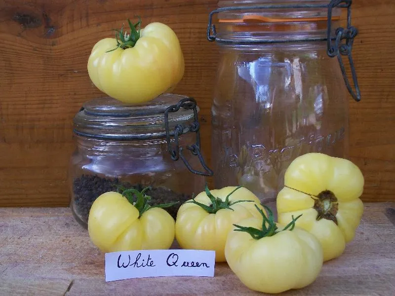 Graines biologiques reproductibles de Tomate "White Queen" - Pensez Sauvage
