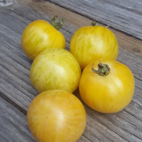 graines biologiques et reproductibles de tomate white zebra