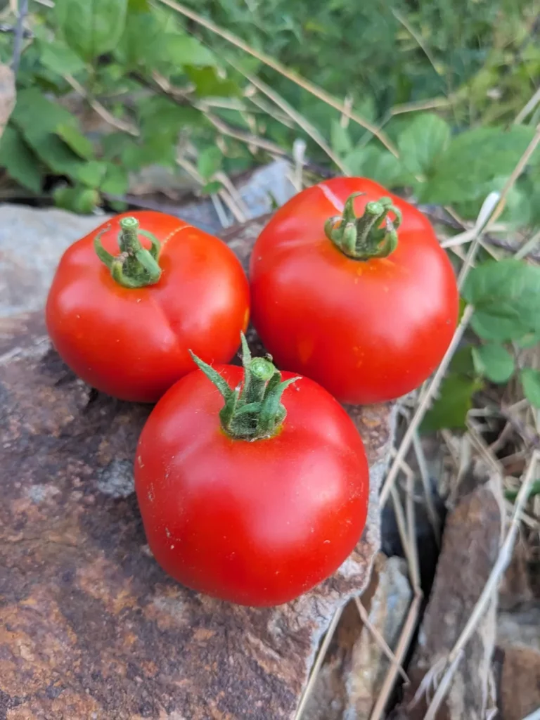 L'image montre trois tomate Williamette sur une pierre