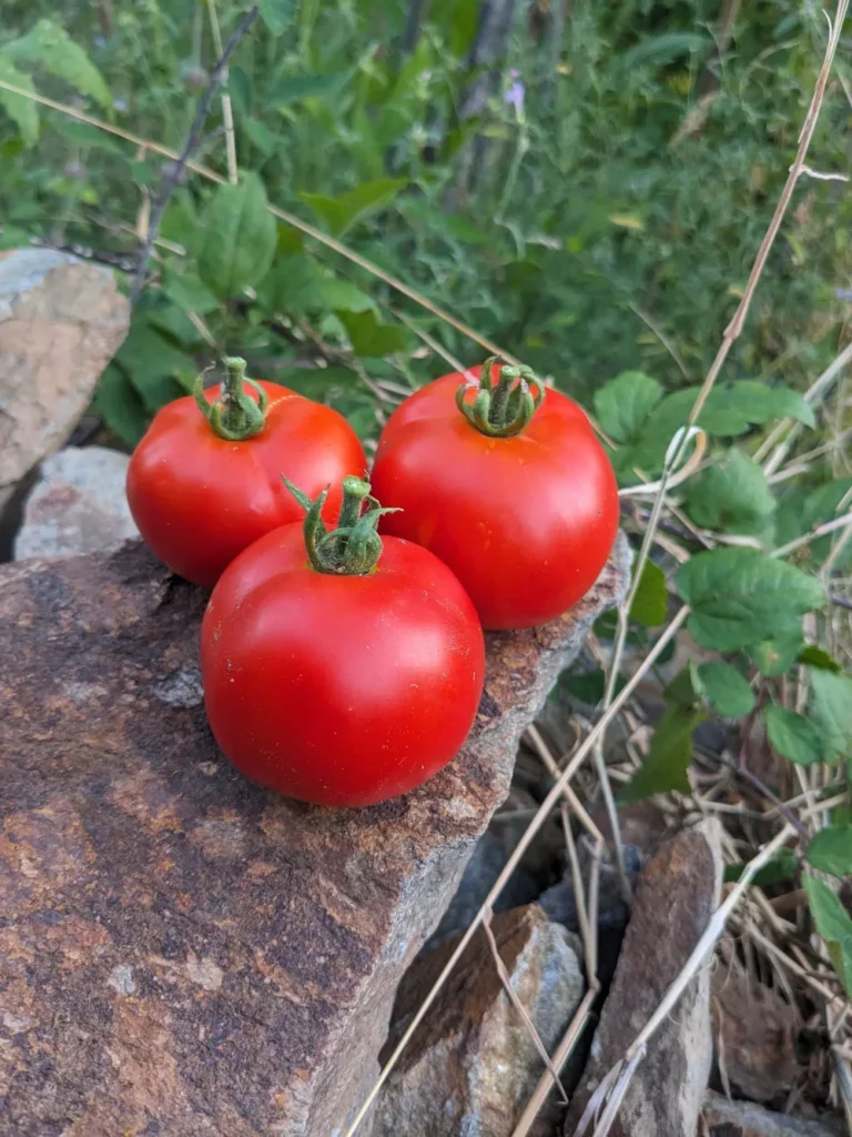 L'image nous montre trois tomates Williamette sur un caillou plat