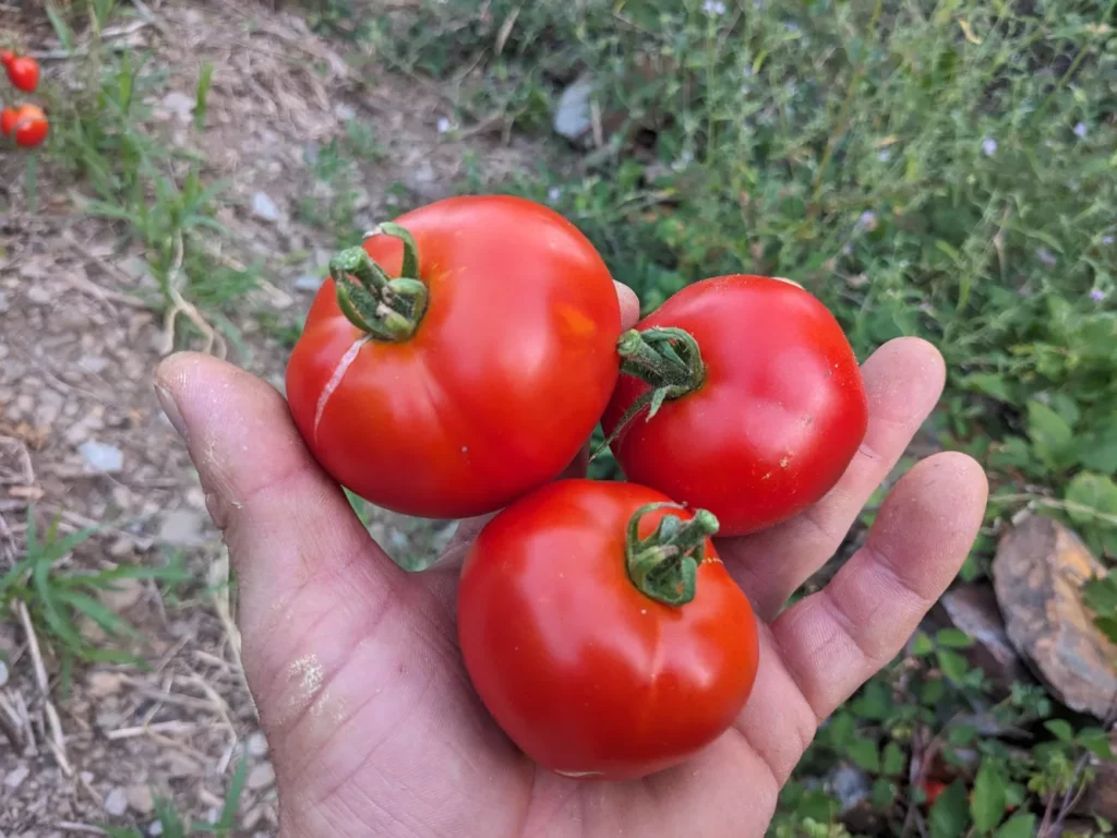 L'image montre une main qui tient trois tomate Williamette