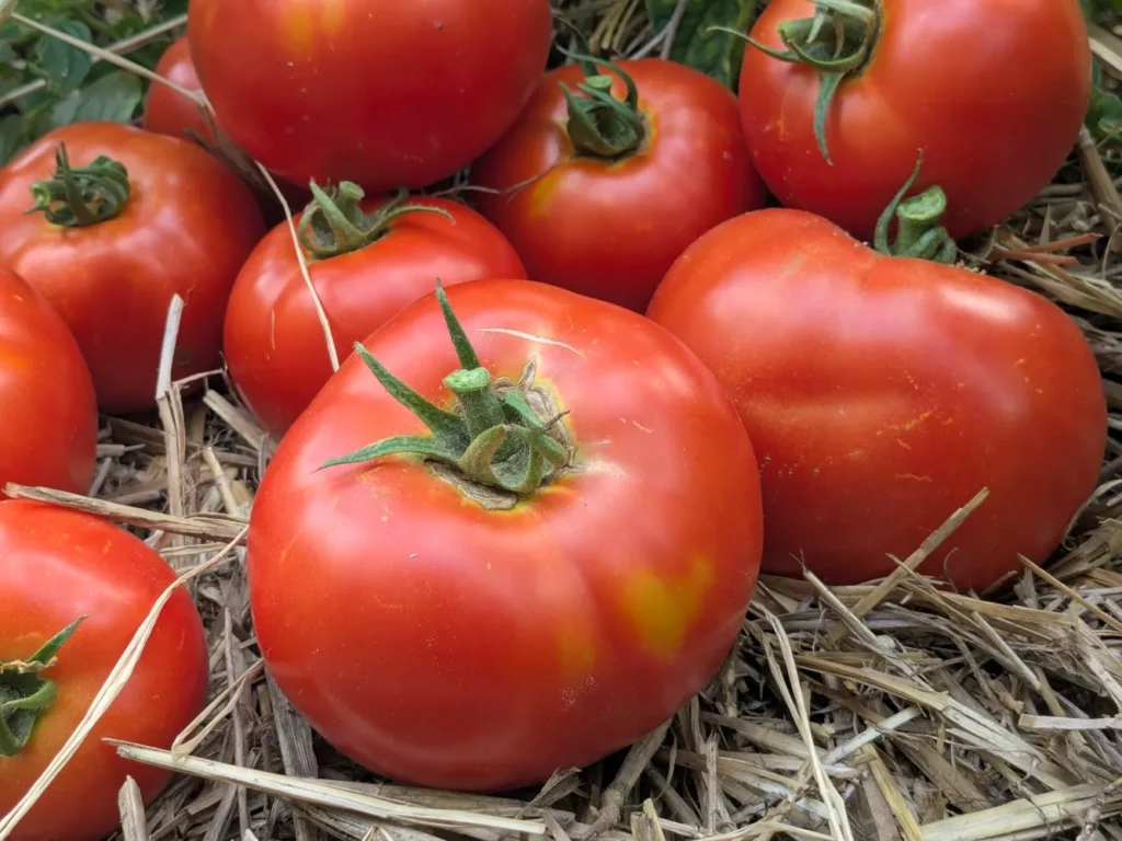 un tas de tomate sur la paille