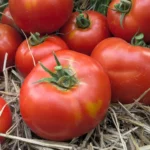 Tomate "Wood's Famous Brimmer"