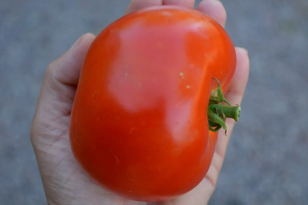 Une grosse tomate dans une grosse main