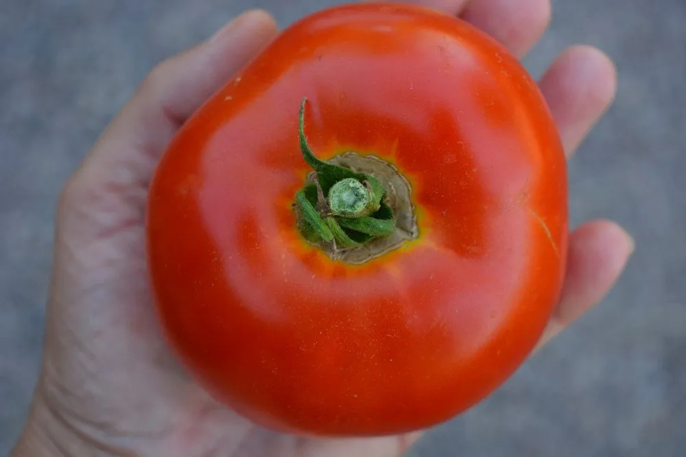 Une grosse tomate dans une main normale
