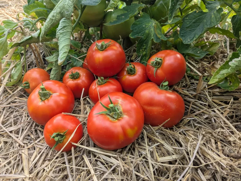 Un tas de tomate au pied d'un pied de tomate qui lui même à produit ces tomates