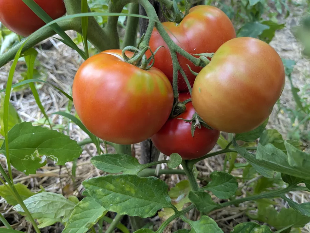 Grappe de tomates sur pied