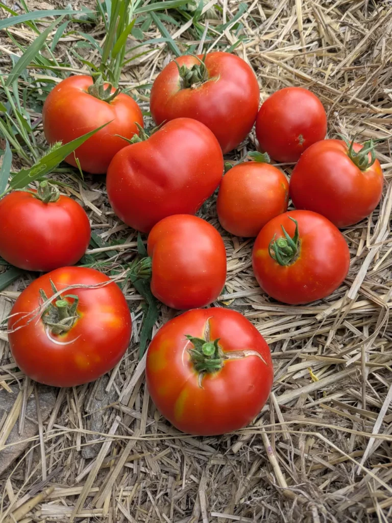 Un tas de tomates rouges sur la paille