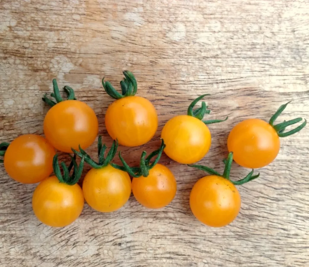 L'image montre des mini tomates yellow currant sur une table