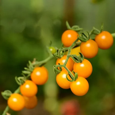 Une grappe de tomate groseille jaune