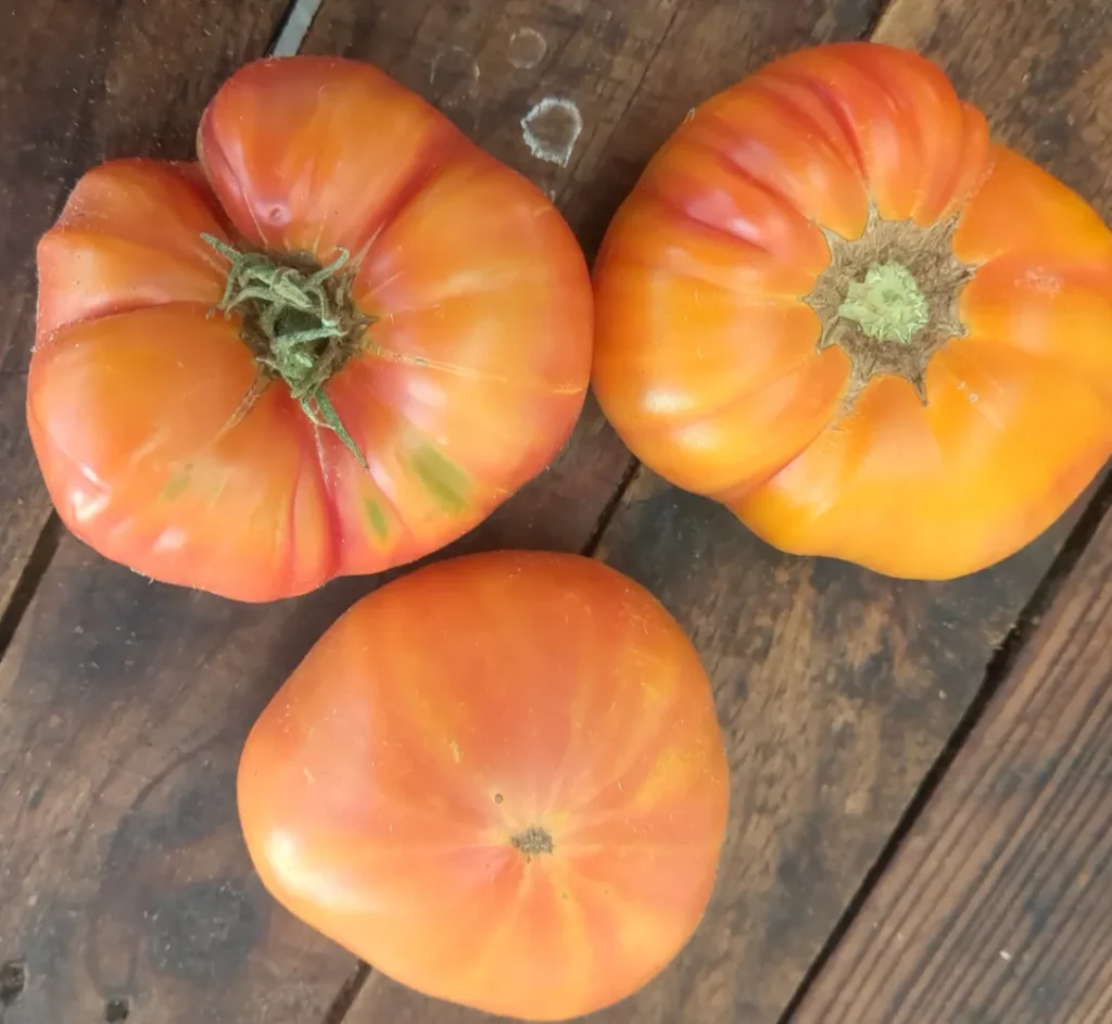 trois belles tomates oranges sur des planches en bois