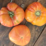 Tomate Yellow Paw Paw