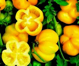 Graines biologiques reproductibles de Tomate "Yellow stuffer" - Pensez Sauvage