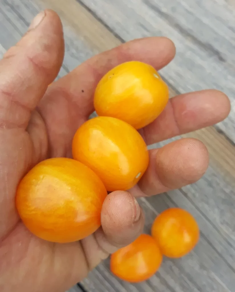 L'mage montre un main pleines de tomate yellow tigerette cherry
