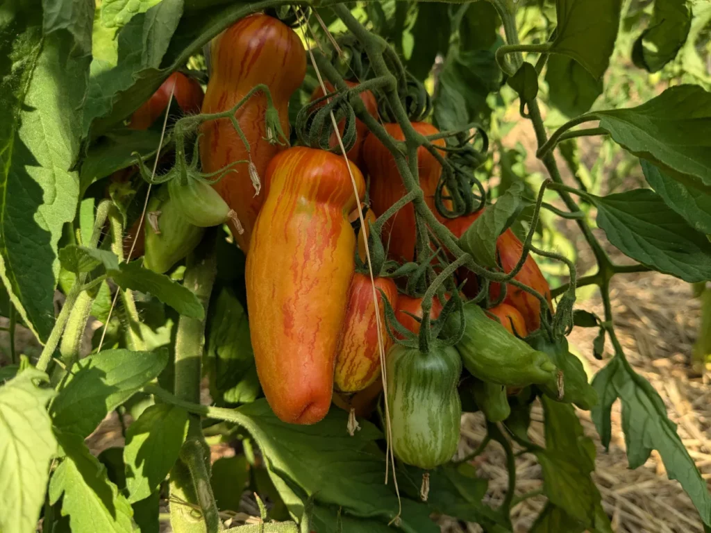 L'image montre des tomates Yellow Tulip sur un pied de tomate