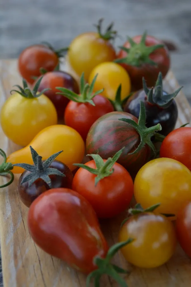 Graines biologiques reproductibles de Tomates cerises en florilège - Pensez Sauvage