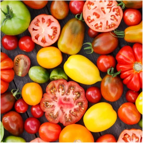 graines biologiques et reproductibles