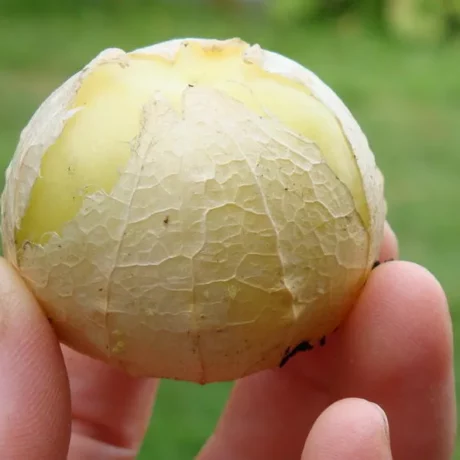 Graines biologiques reproductibles de Tomatillo Jaune - Pensez Sauvage