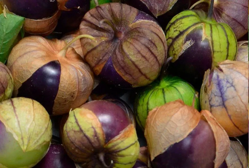 graines biologiques et reproductibles de tomatillo pourpre
