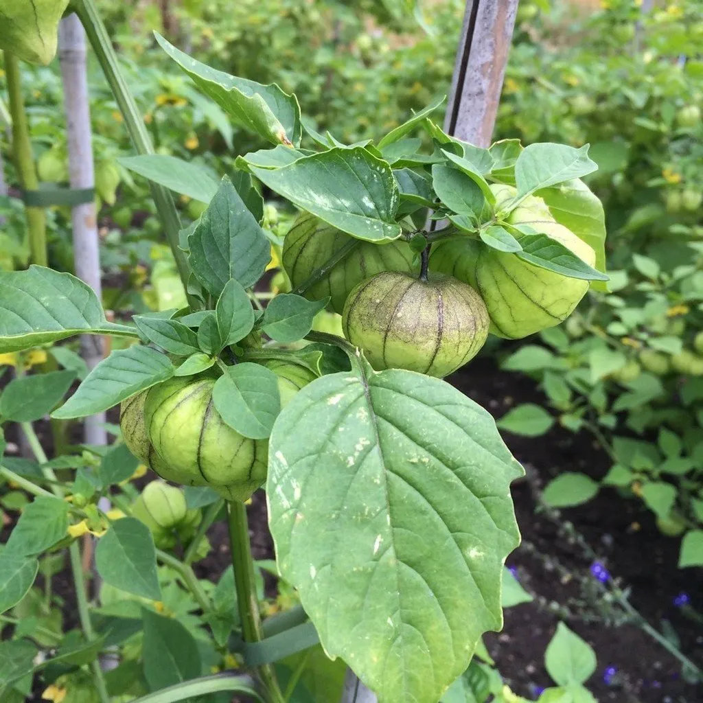 semences biologiques et reproductibles de tomatillo pourpre