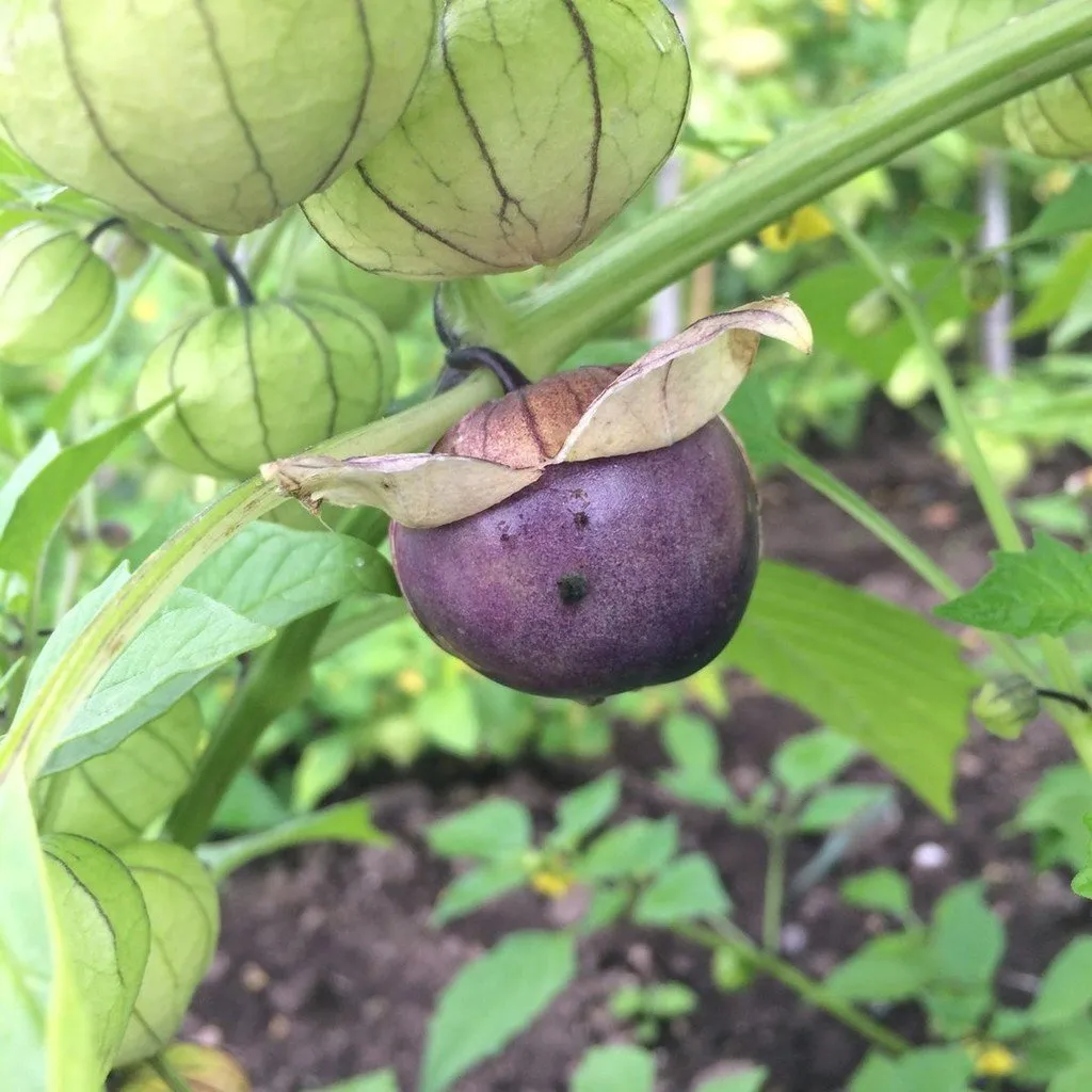 graines bio de tomatillo pourpre
