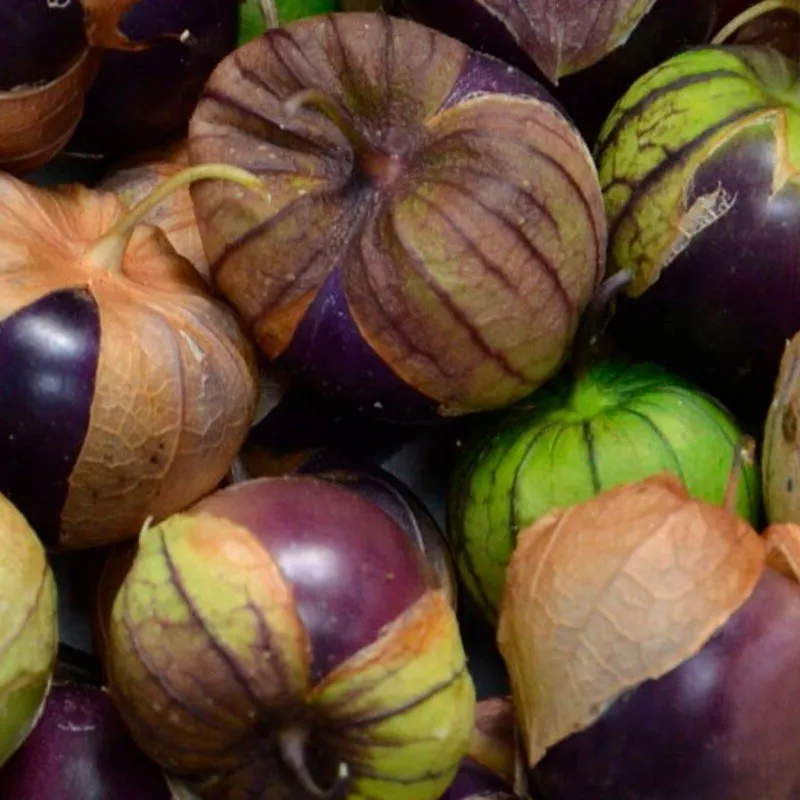 semences paysannes de tomatillo pourpre