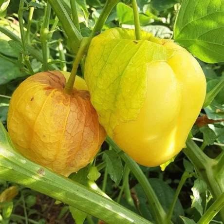 semences paysannes de tomatillo Queen of Malinalco
