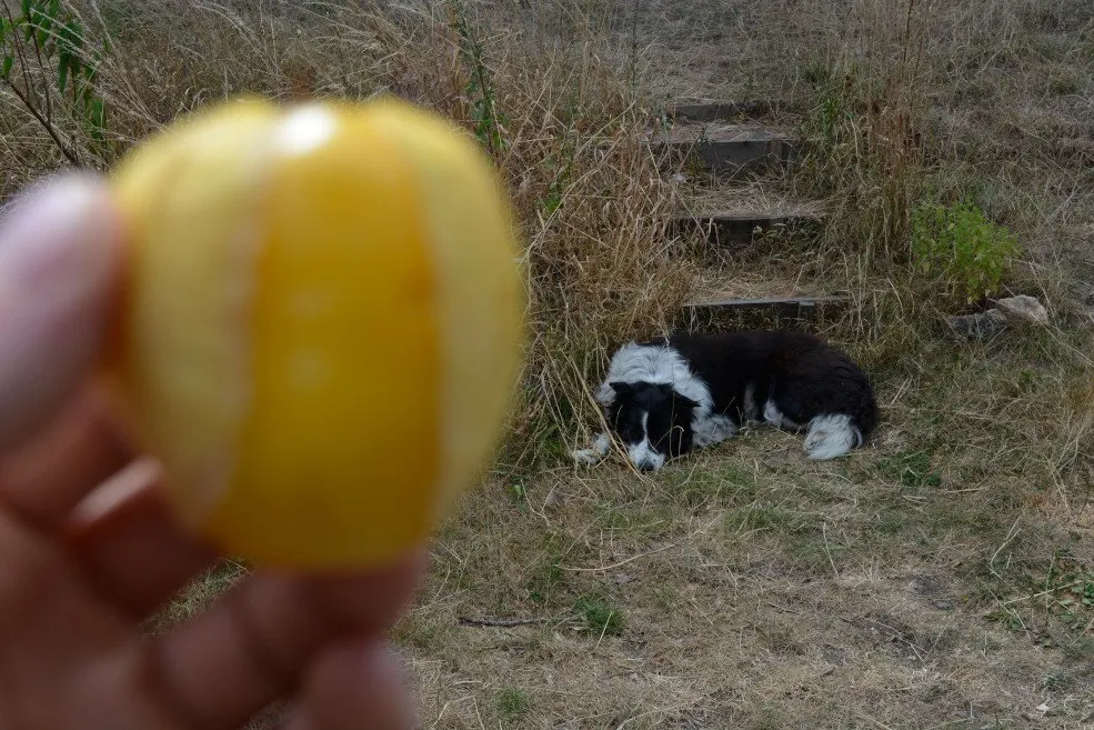 graines bio de tomatillo Queen of Malinalco