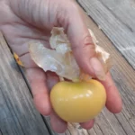 Tomatillo Rendidora