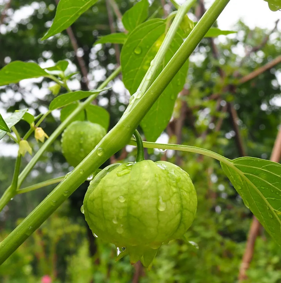 graines bio de Tomatillo Rendidora, une variété rare