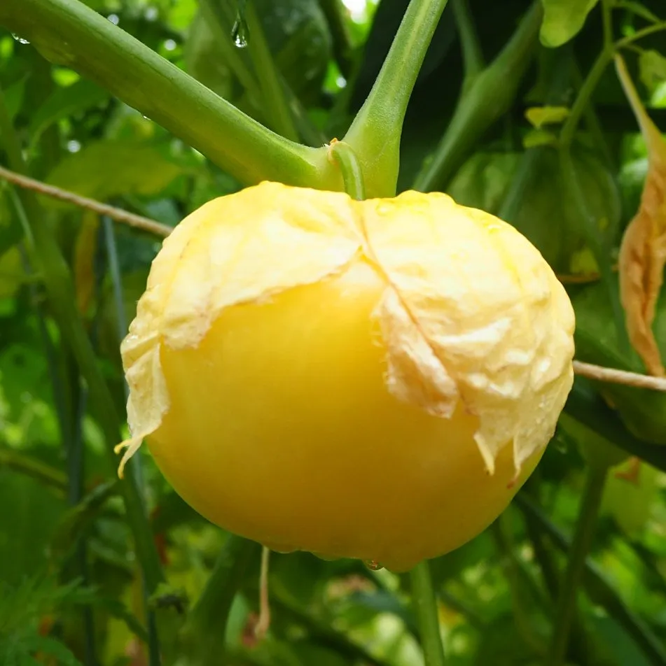 Physalis Rendidora, un fruit originaire du mexique