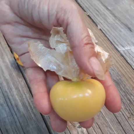 semences paysannes de tomatillo Rendidora