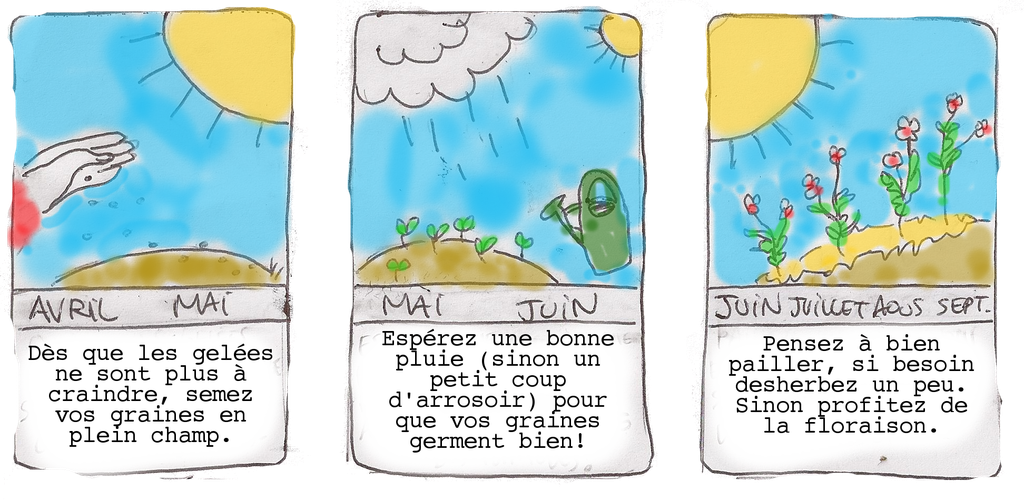 Graines biologiques reproductibles de Tournesol à fleurs géantes - Pensez Sauvage