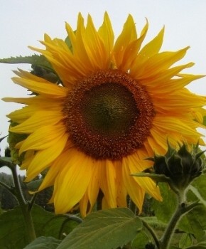 Graines biologiques reproductibles de Tournesol à fleurs géantes - Pensez Sauvage