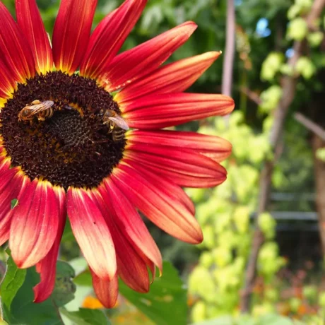 graines paysannes biologiques et reproductibles de tournesol a fleurs pourpre