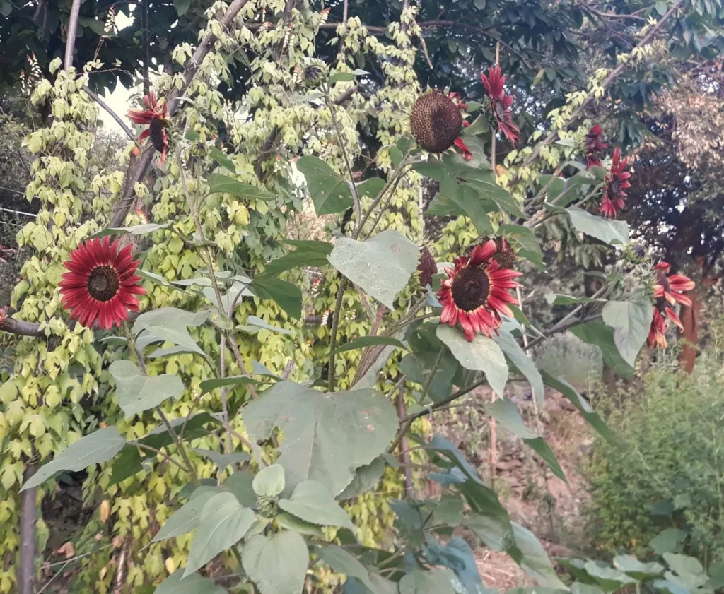 L'image montre des belles fleurs de Tournesol à fleurs pourpre