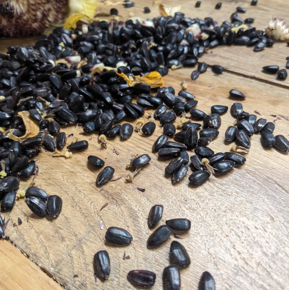 semences paysannes detournesol à graines bleues