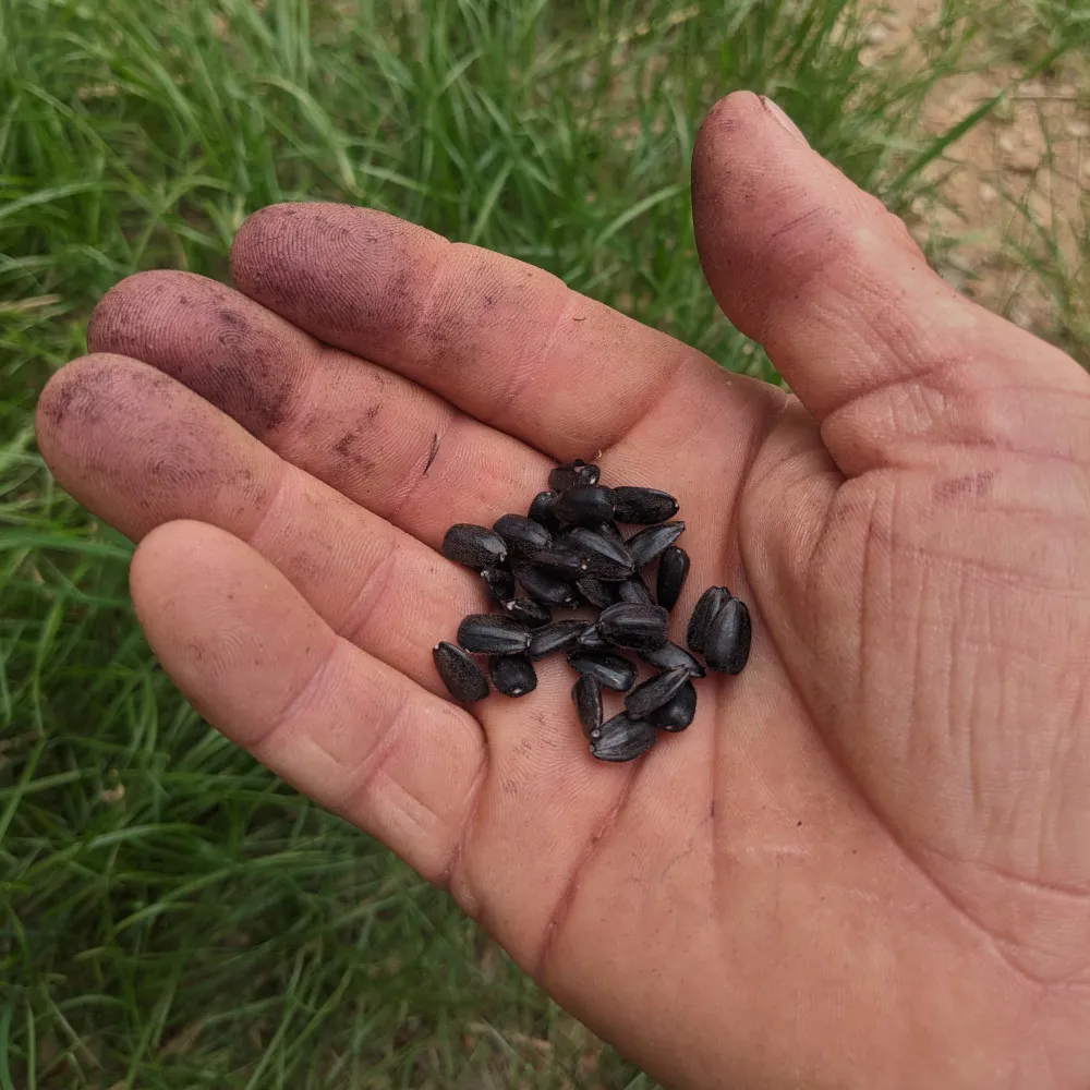 La main du semencier tient une vingtaines de graines de tournesol, ses doigts sont tachés par le tanin de ces dernieres