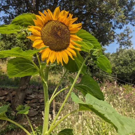 tournesol à graines bleues dans un jardin il est très beau