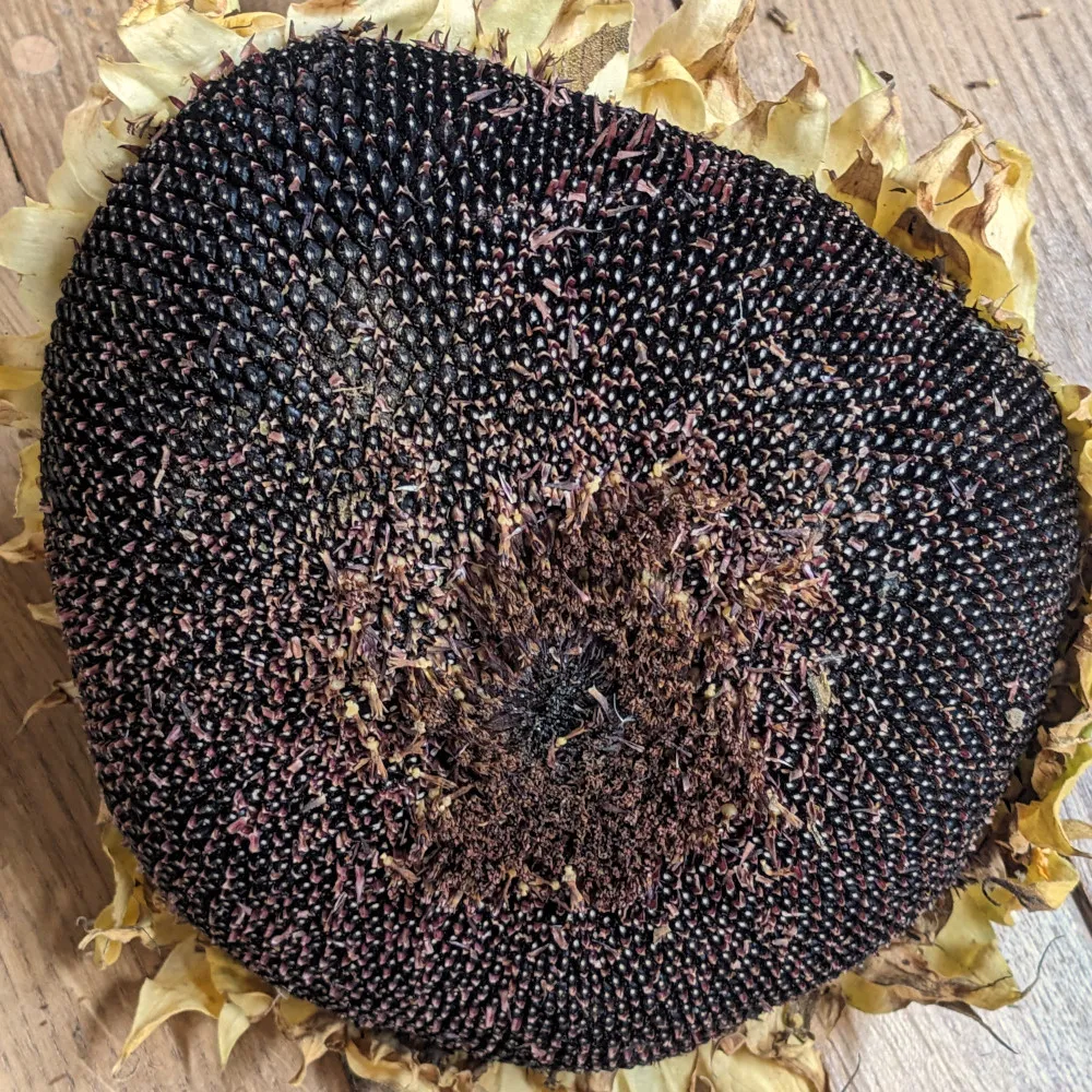 Une fleur de tournesol presque sèche, les graines y sont encores logées, elle dessine un motif géometrique