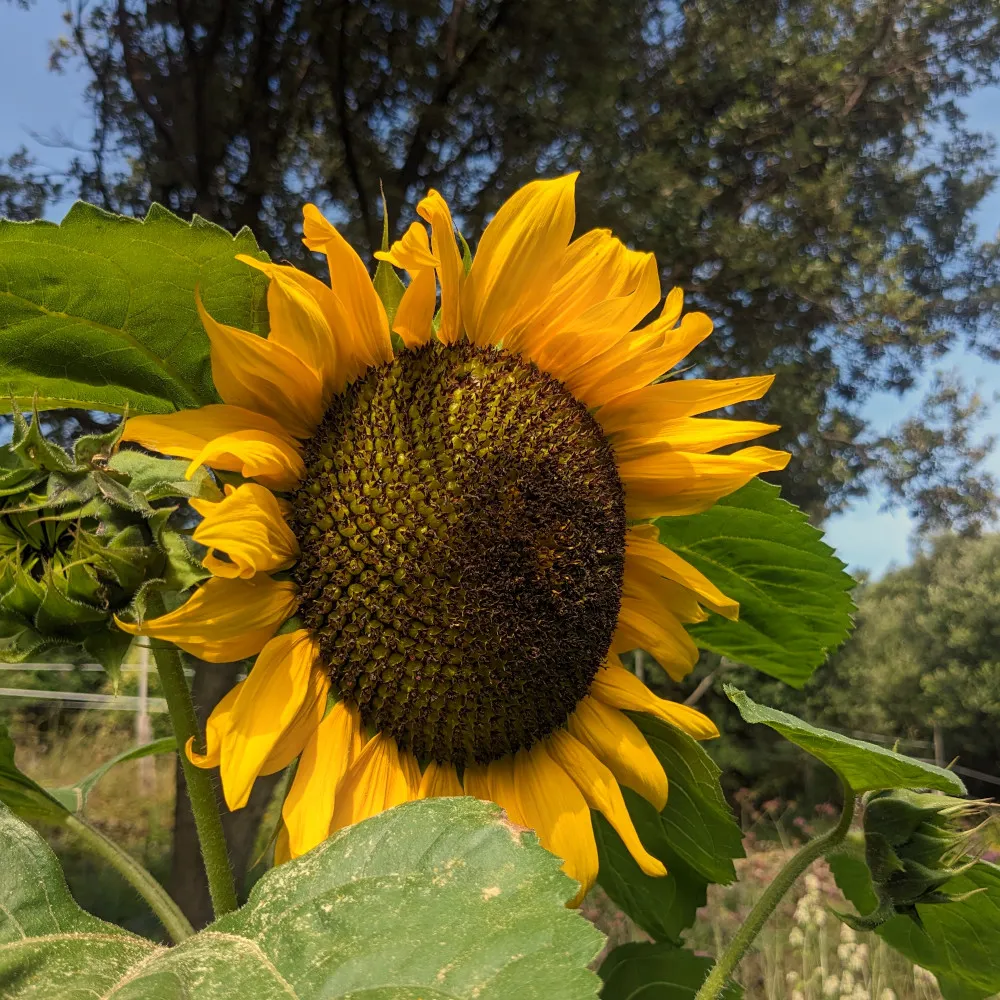 Une fleur de tournesol en fin de saison au jardin, on distingue son feuillage